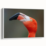 Vintage poster art of colorful birds on a black background, framed canvas, ideal for living room decor.