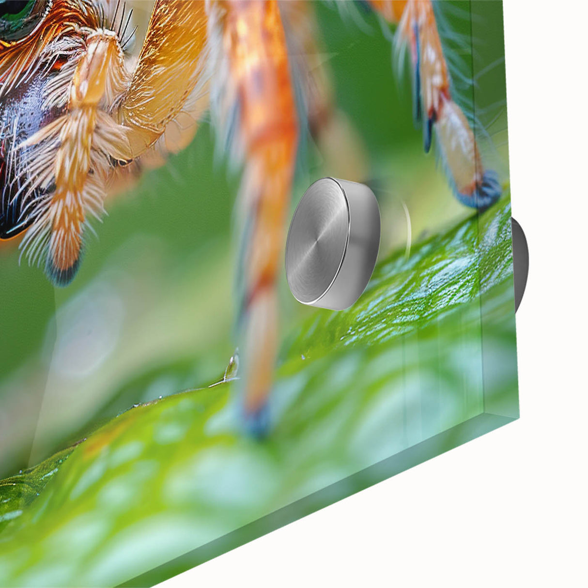 Close-up of a bird in neutral tones on acrylic glass, suitable as large abstract dining room art.