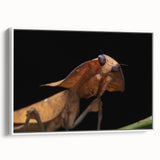 Vintage poster art of a colorful bird, framed canvas in extra large size, ideal for living room decor.