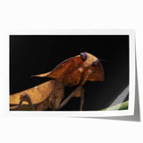 Close-up of a bird in neutral and earth tones on a rolled canvas print, ideal for art wall dining room or bathroom.