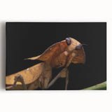 Black and white close-up image of a bird on stretched canvas, suitable for kitchen art.