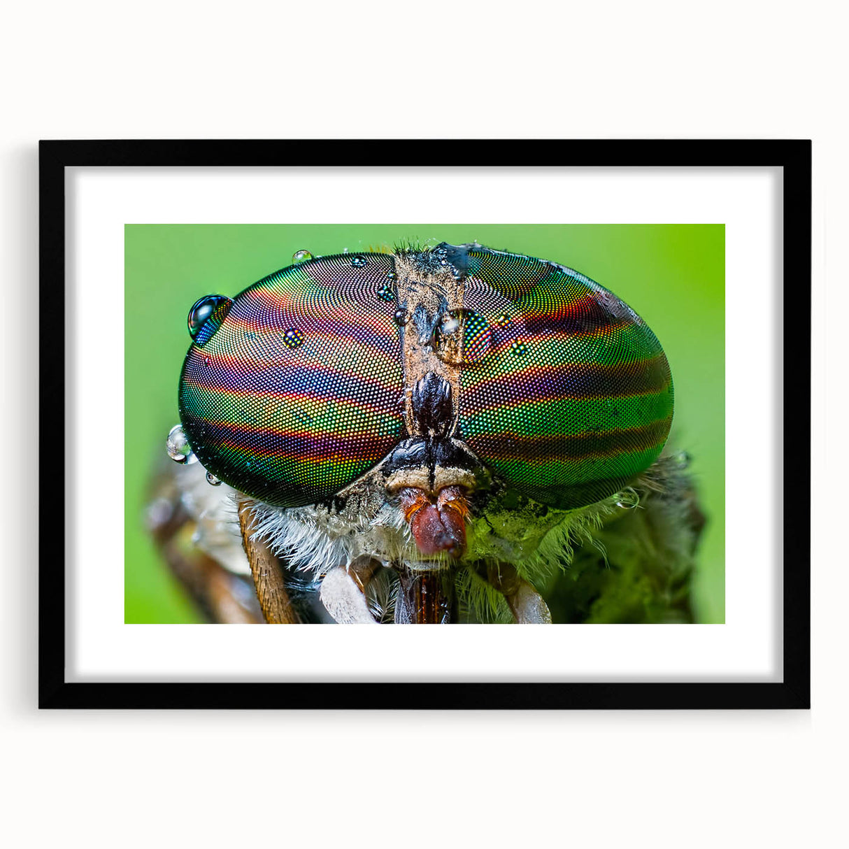 Extra large abstract art print of colorful, textured birds on a black framed canvas, ideal for living room decor.