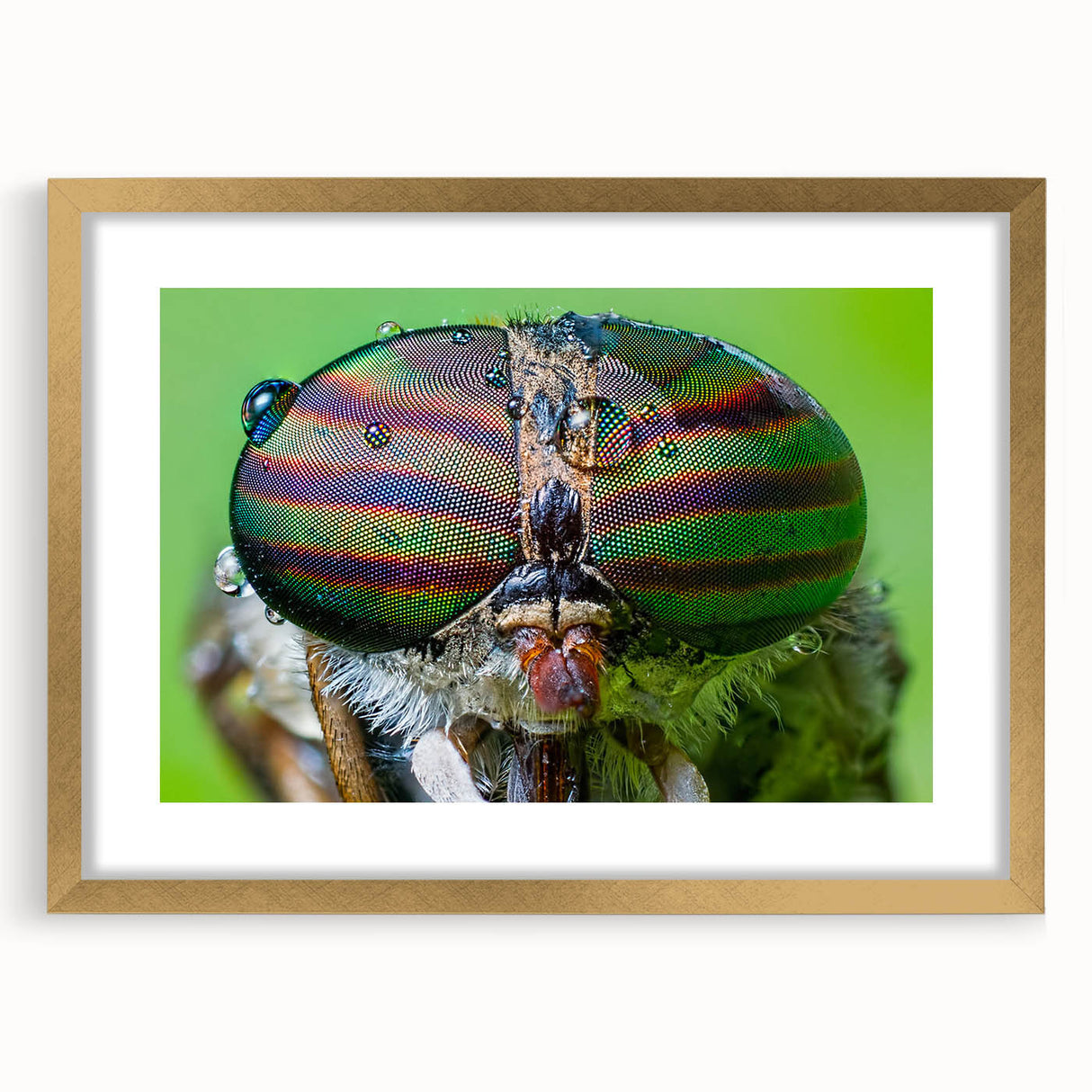 Extra large abstract art print featuring a close-up of birds, in textured gold frame, ideal for living room decor.