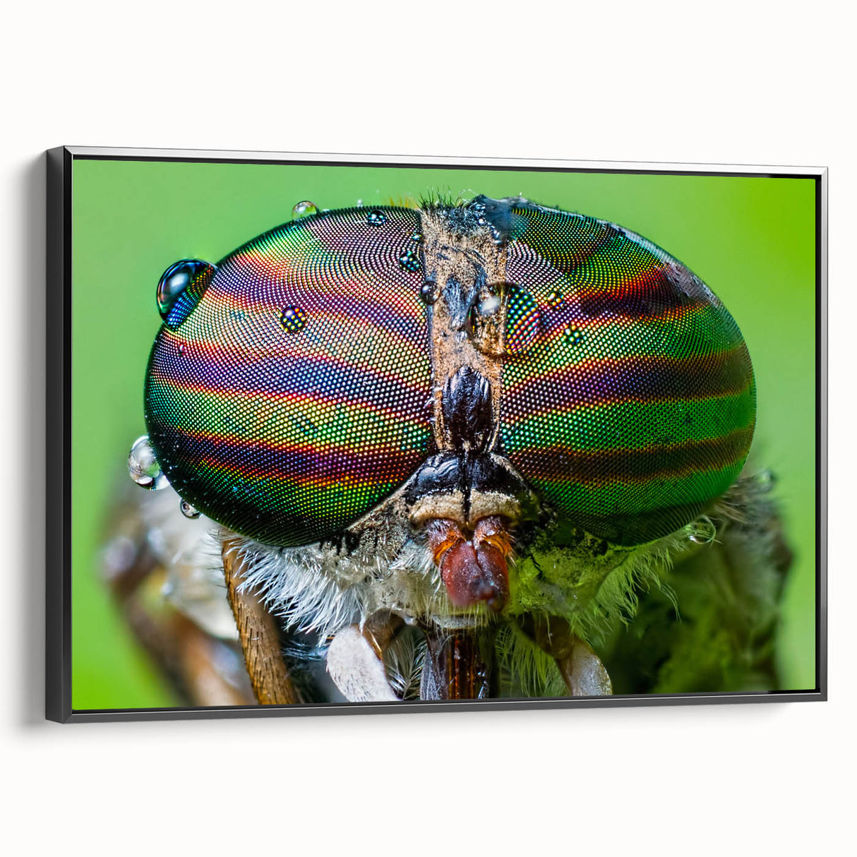 Black and white wall art featuring a close-up of a bird on a framed canvas, suitable for bedroom decor.