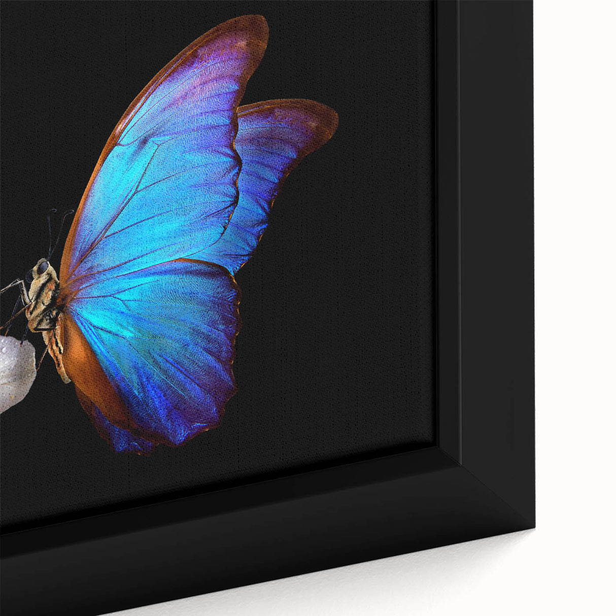 Close-up of a black framed canvas featuring a colorful, textured bird design, ideal for extra large living room wall art.