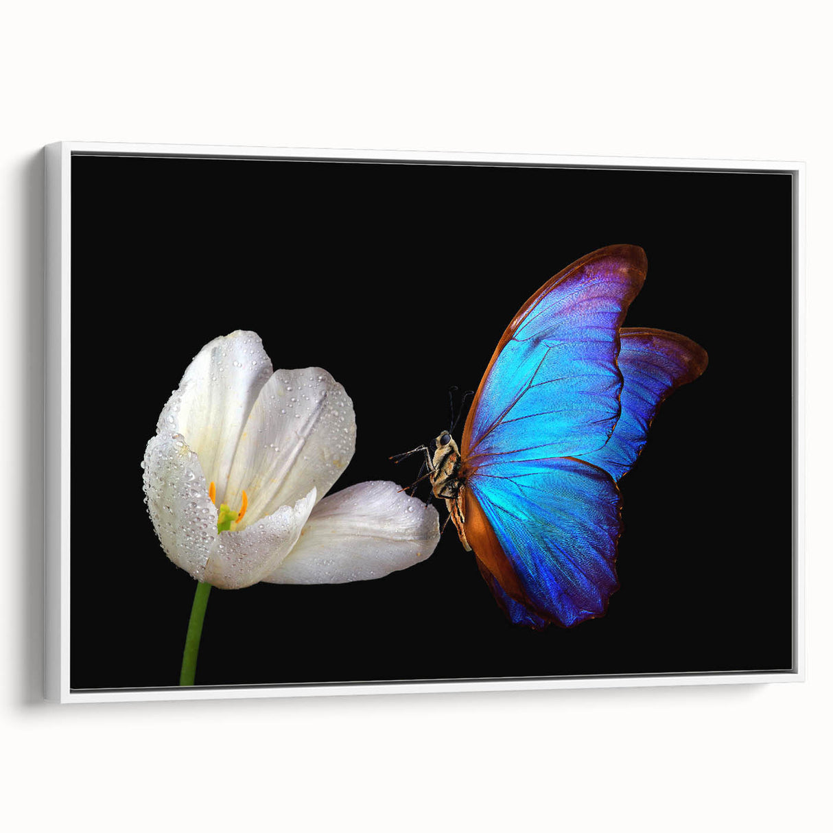 Extra large framed canvas featuring a vintage poster art of colorful birds, ideal for living room decor.