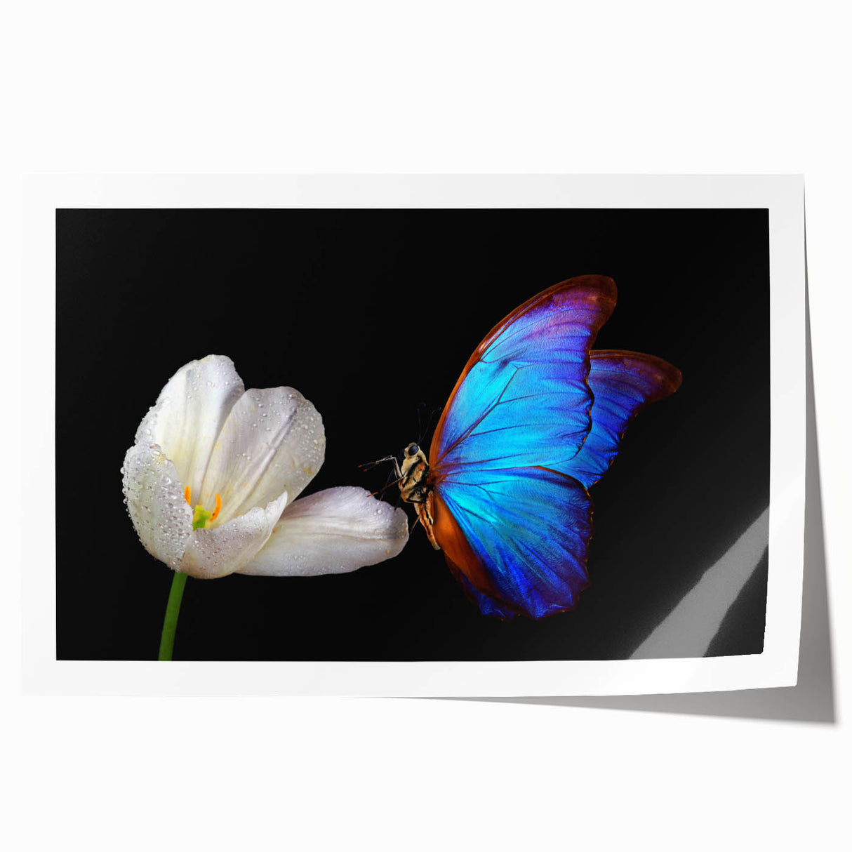 Close-up of a hummingbird sipping nectar from vibrant pink flowers, printed on large rolled canvas.
