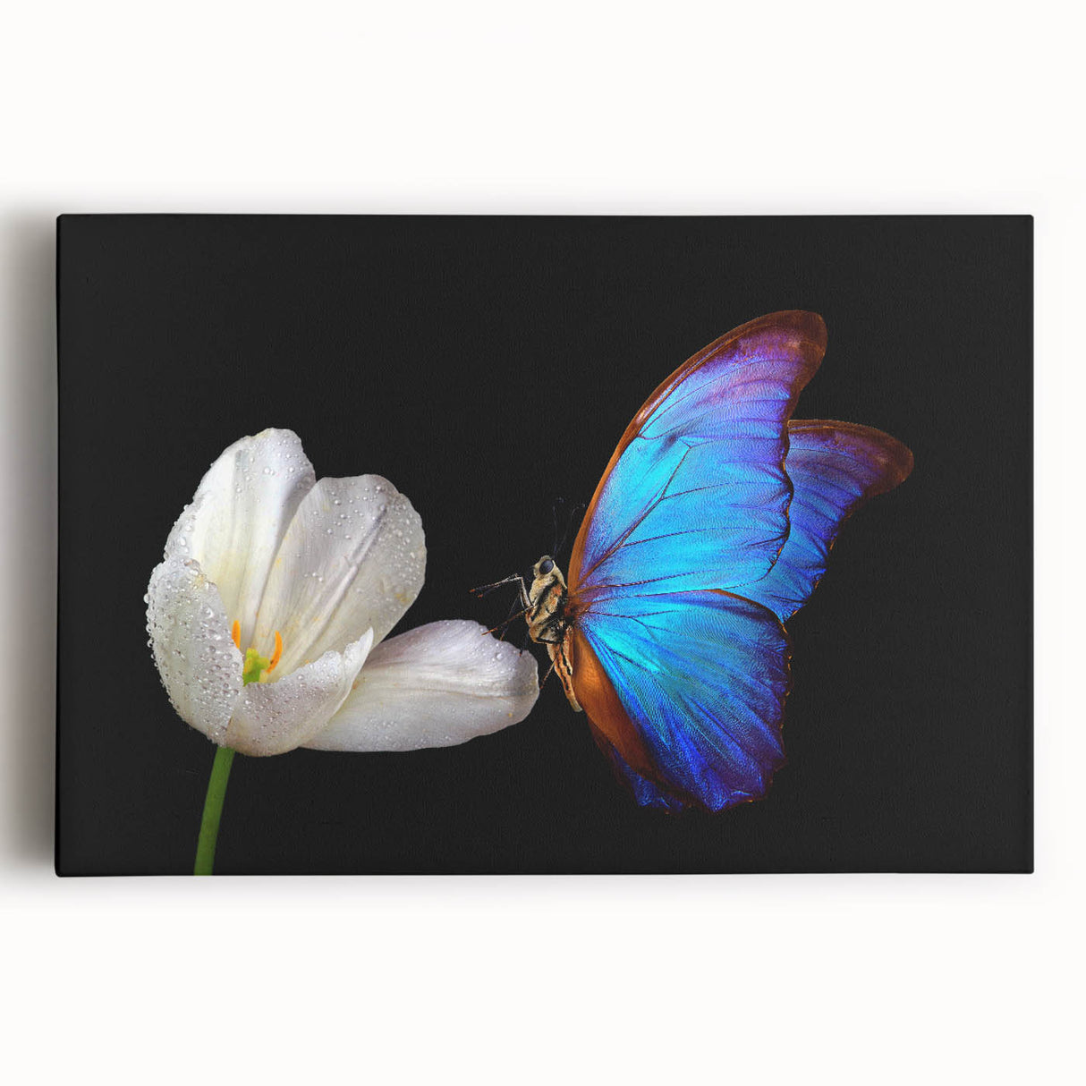 Black and white close-up photograph of a bird on stretched canvas, ideal for kitchen wall art.