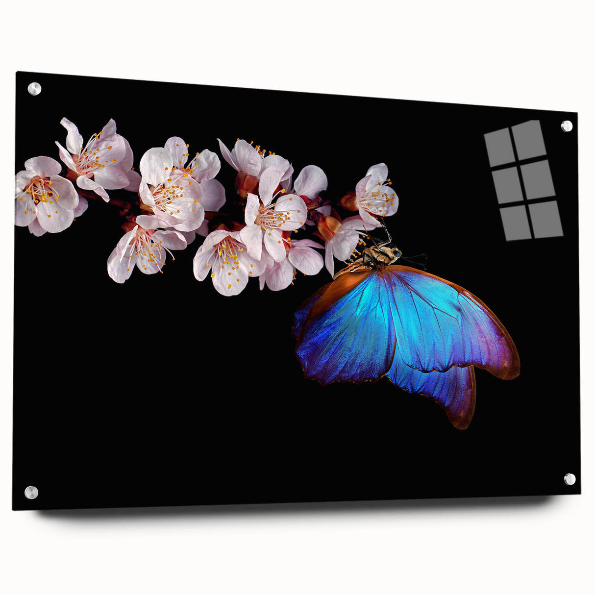 Close-up image of a bird in flight, captured on a large acrylic glass, with vibrant blue and white tones.