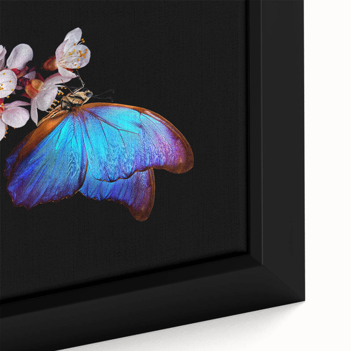 Extra large framed canvas featuring a close-up of colorful, textured bird imagery on a black background.