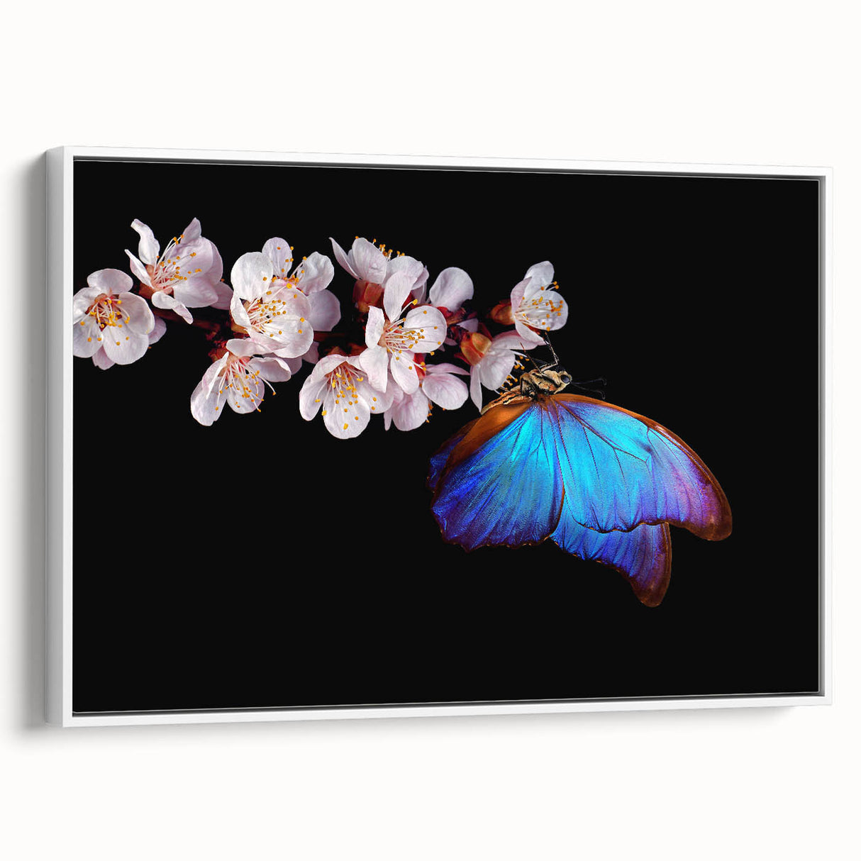 Vintage poster art of colorful birds on a black background, framed canvas, ideal for living room decor.