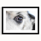 Extra large abstract art print of colorful, textured birds, in a black frame with mat, ideal for living room decor.