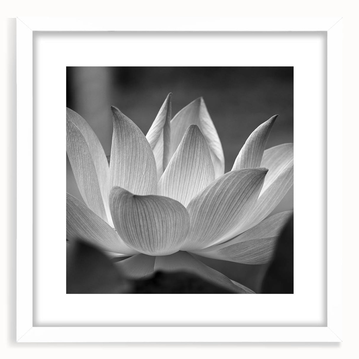 Abstract art print featuring close-up floral designs in soft pastel shades on a white framed canvas.