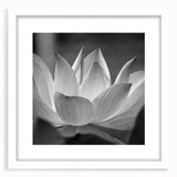 Abstract art print featuring close-up floral designs in soft pastel shades on a white framed canvas.