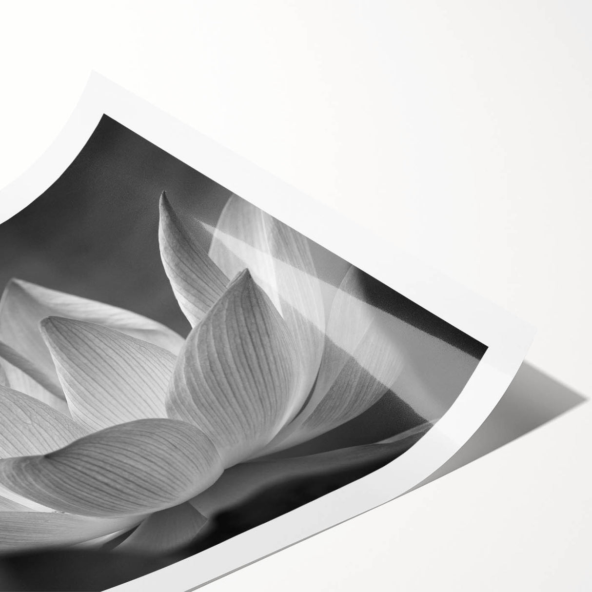 Extra large wall art featuring line art flowers in black on white, rolled print, ideal for large living room wall decor.