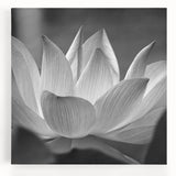 Black and white close-up floral image on a large stretched canvas, suitable as kitchen wall art.
