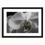 Extra large abstract art print featuring vibrant, colorful floral designs on textured canvas, framed in black.