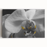 Black and white close-up floral photograph on stretched canvas, ideal for kitchen wall art.