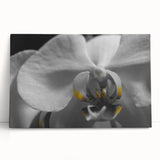 Black and white floral close-up on stretched canvas, ideal for kitchen wall art or bedroom ambiance.