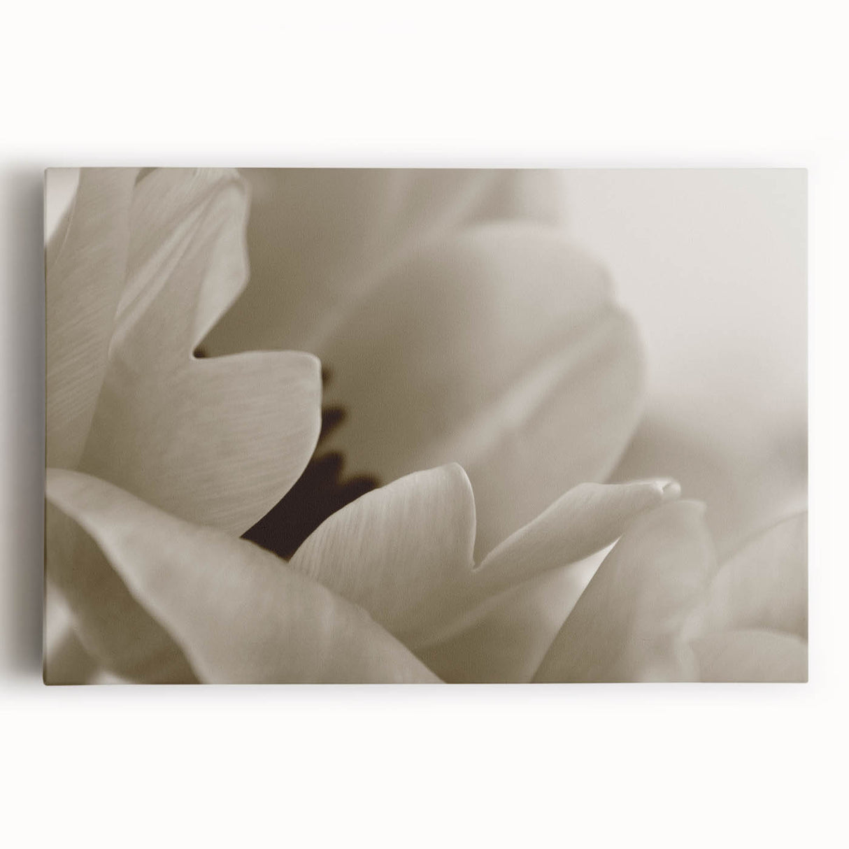 Black and white close-up floral photograph on stretched canvas, ideal for kitchen wall art.