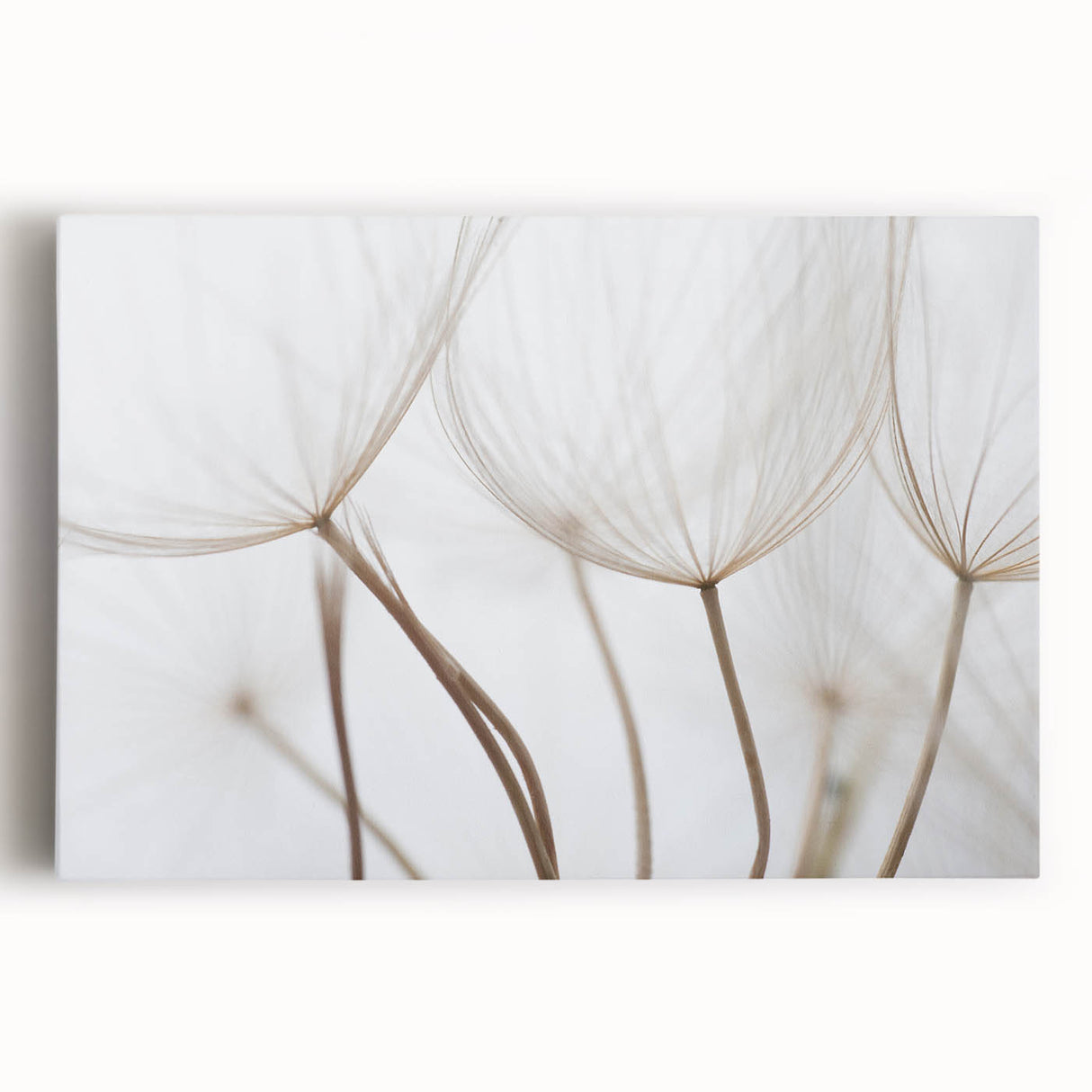 Large black and white floral close-up on stretched canvas, suitable as kitchen wall art.