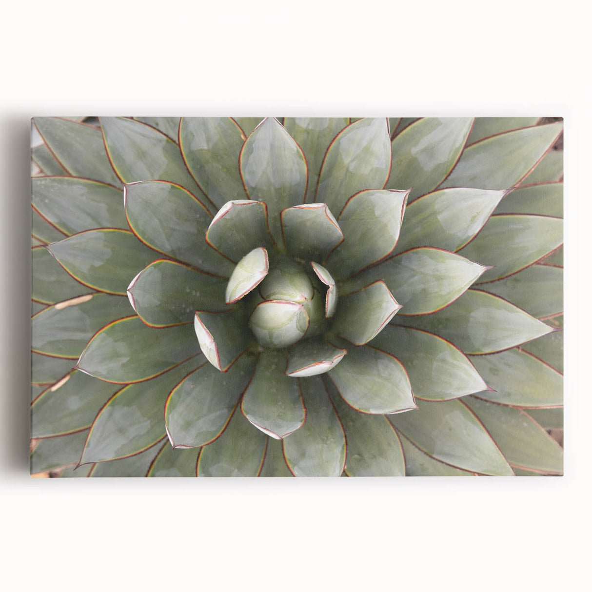 Black and white close-up floral image on stretched canvas, ideal for kitchen wall art.