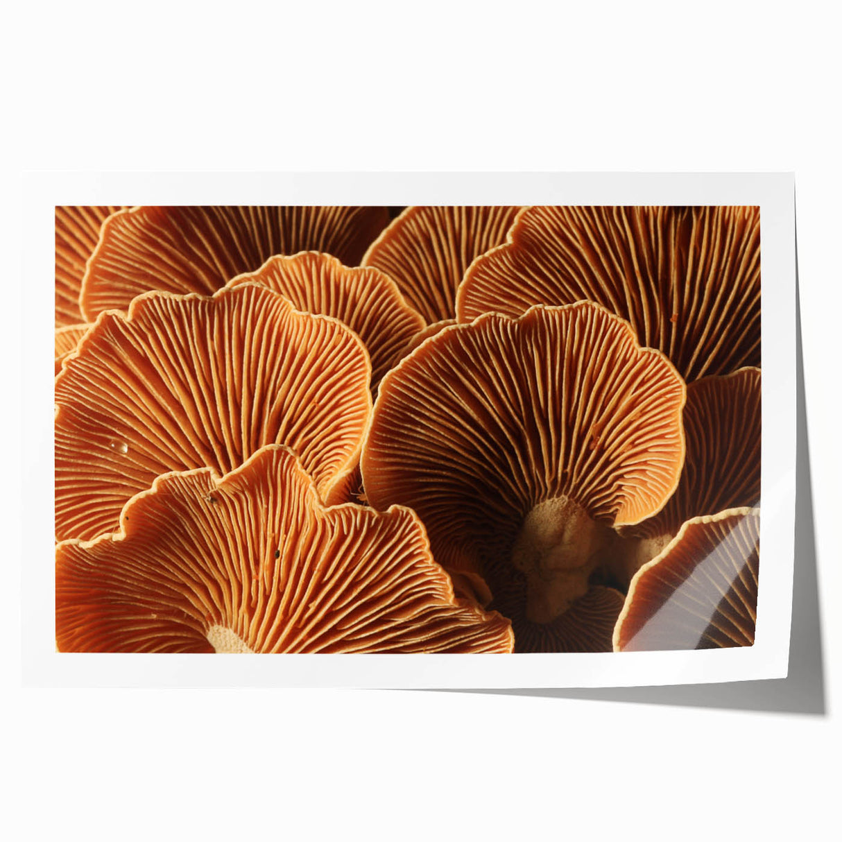 Close-up floral art on rolled print featuring soft pink and white blossoms, ideal for dining room or bathroom wall decor.