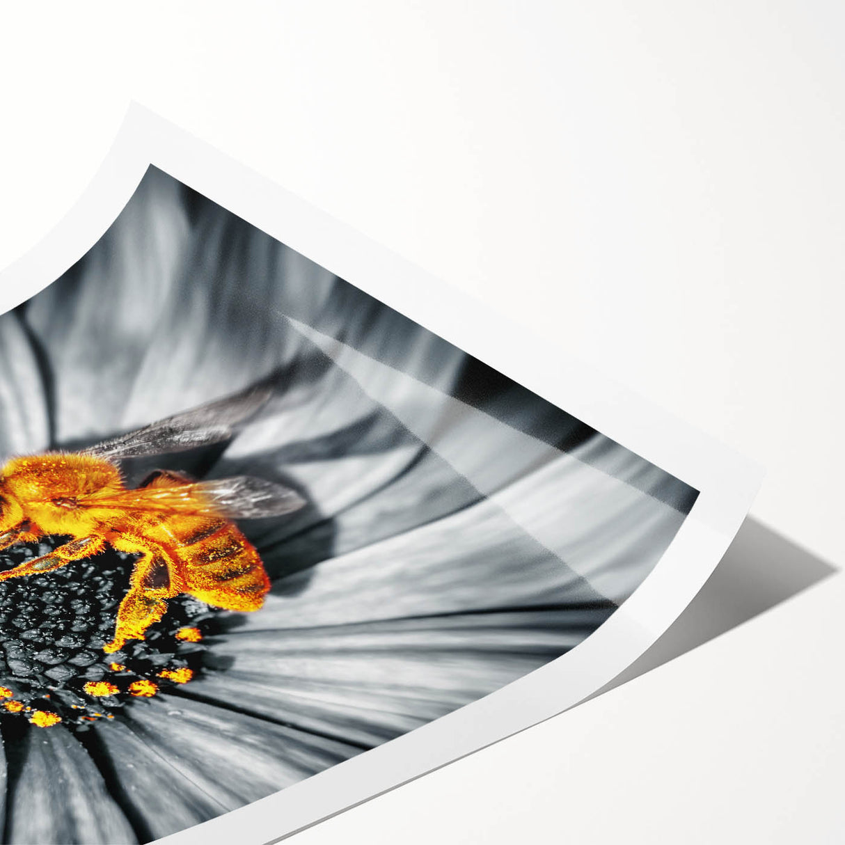 Extra large wall art featuring line art flowers in black on white, rolled print format, ideal for large living room decor.