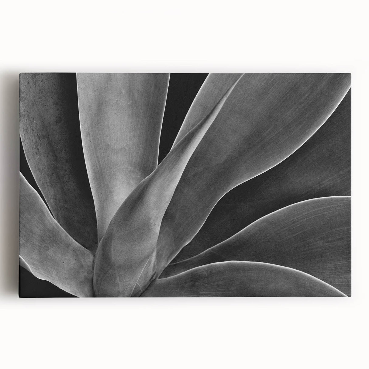 Black and white close-up floral photograph on stretched canvas, ideal for kitchen wall art or bedroom ambiance.