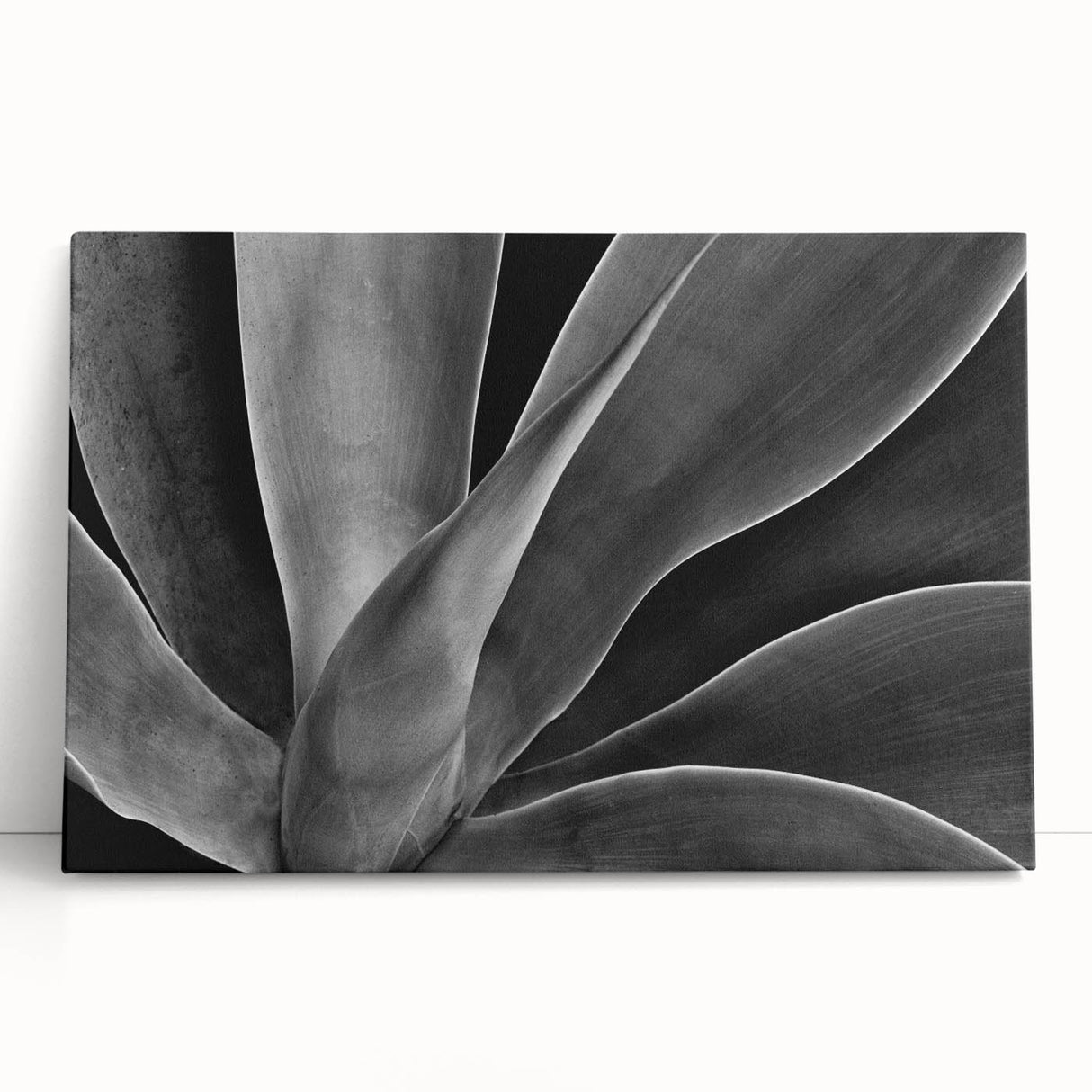 Close-up floral image in black and white on stretched canvas, suited for kitchen wall art.