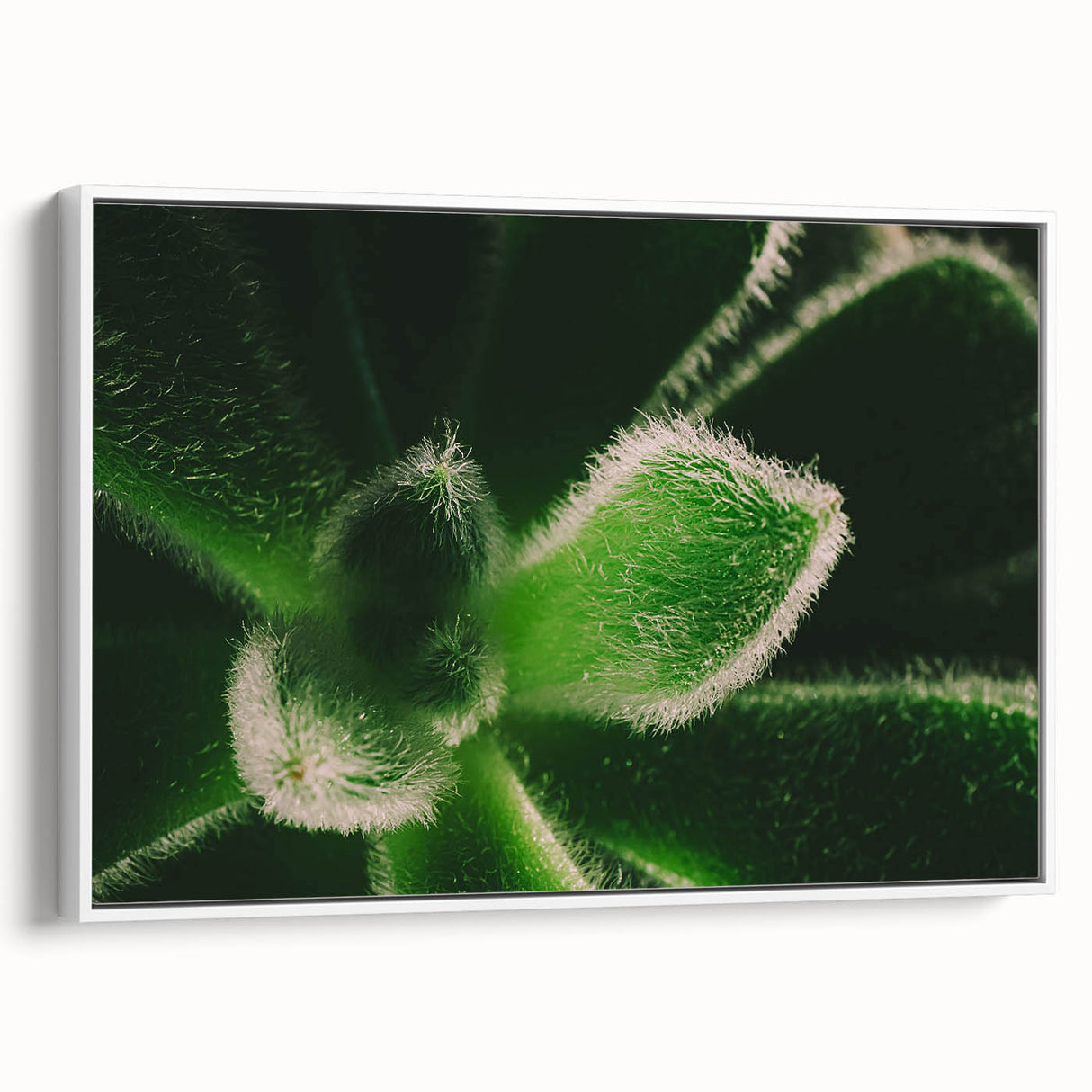 Extra large framed canvas featuring vintage poster art of colorful florals against a black background.