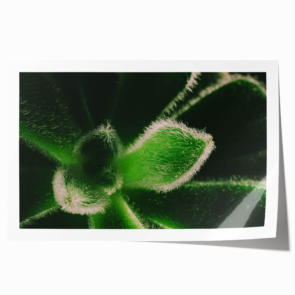 Extra large rolled print of vibrant floral art, ideal for art wall dining room or classy bathroom wall decor.