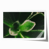 Extra large rolled print of vibrant floral art, ideal for art wall dining room or classy bathroom wall decor.