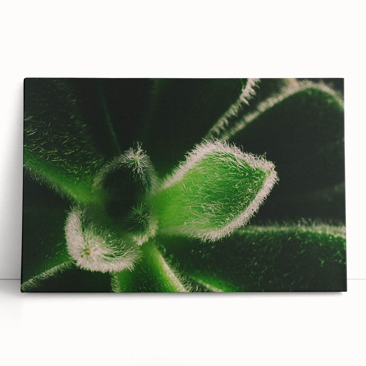 Black and white close-up floral photograph on stretched canvas, ideal for kitchen wall art.
