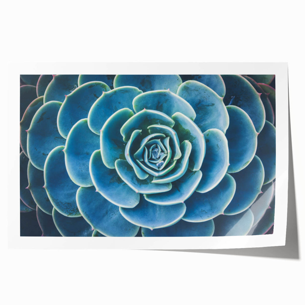 Close-up floral design in soft pink and white hues on a rolled print.