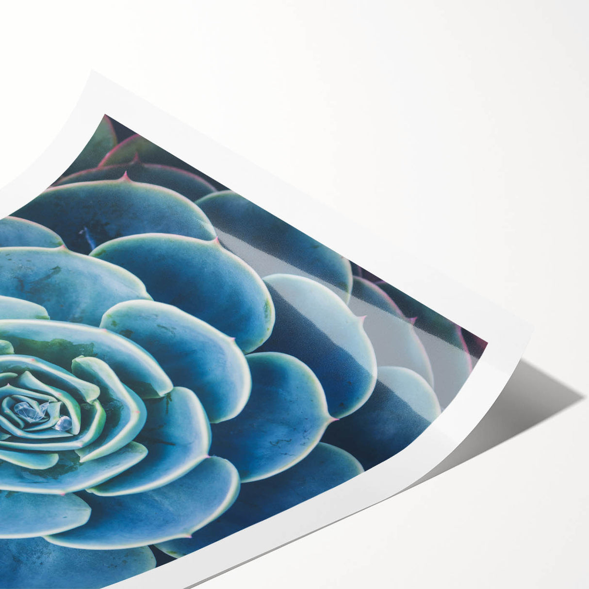 Extra large wall art of line art flowers in black and white, printed on rolled canvas, ideal for large living room decor.