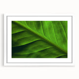 Abstract art print featuring close-up green leaves, in a white frame with mat, suitable for dining room or bedroom decor.