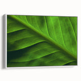 Vintage poster art of colorful leaves in a black frame, ideal for extra large living room wall decor.