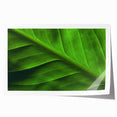 Close-up of green leaves on extra large rolled canvas, ideal for art wall dining room or classy bathroom.