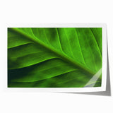 Close-up of green leaves on extra large rolled canvas, ideal for art wall dining room or classy bathroom.