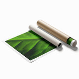 Extra large rolled print of a close-up floral design featuring vibrant green leaves, ideal for classy bathroom wall art.