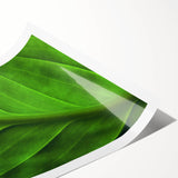 Extra large rolled print of line art flowers in black and white, ideal for large living room wall art.