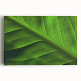 Close-up of leaves in black and white on a stretched canvas, suitable for kitchen wall art.