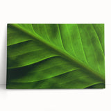 Black and white close-up of leaves on a large stretched canvas, ideal for kitchen wall art or bedroom decor.