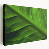 Close-up image of green leaves on a stretched canvas, ideal for kitchen wall art.