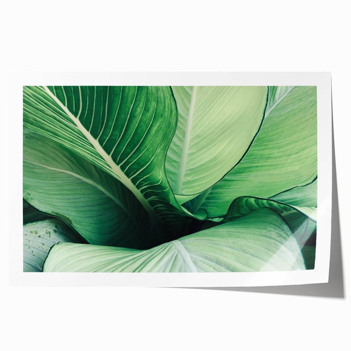 Close-up of green leaves print on rolled canvas, in muted green tones, ideal for dining room wall art.