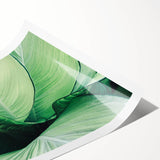 Extra large wall art featuring line art flowers in black on white, rolled print, ideal for large living room decor.