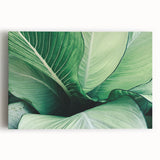 Close-up of leaves in black and white on stretched canvas, suitable for kitchen wall art.