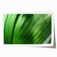 Close-up of green leaves, extra large rolled print in muted green tones, ideal for art wall dining room or bathroom.
