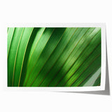 Close-up of green leaves, extra large rolled print in muted green tones, ideal for art wall dining room or bathroom.